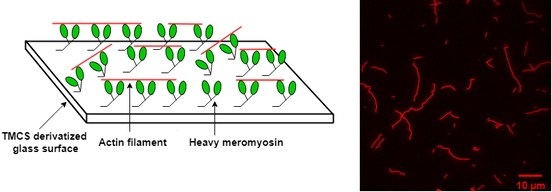 Illustration of motility assays with actin and heavy meromyosin; Rahman, PhD thesis, 2019