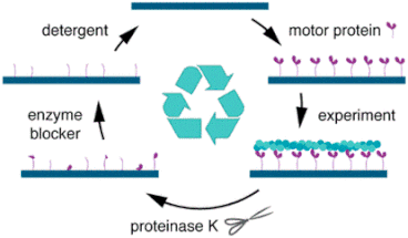 Illustration of steps to regenerate bionanodevices; Nano Lett. 2019, 19, 10, 7155–7163