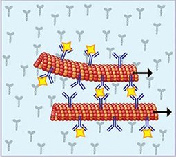 Graph illustrating antibody-conjugated microtubuli